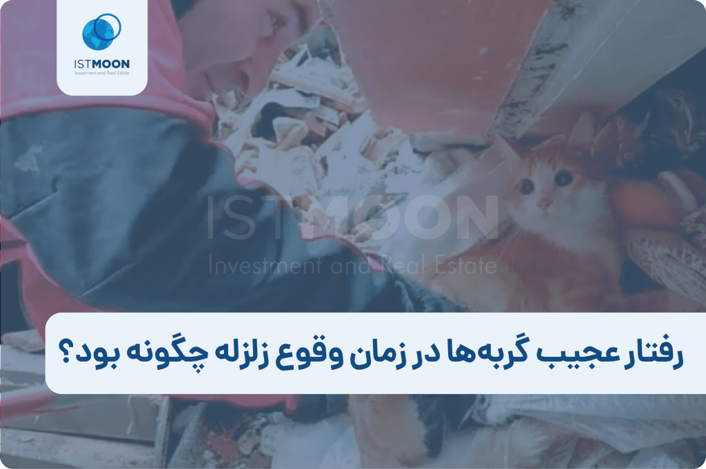 رفتار عجیب گربه‌ها در زمان وقوع زلزله چگونه بود؟